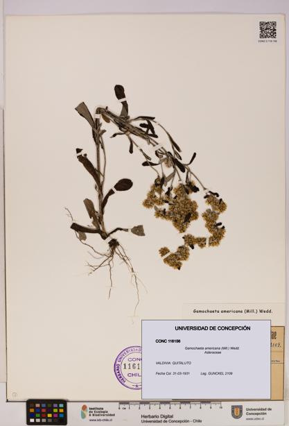 Gamochaeta americana [Espécimen: UDEC:CONC:0116156]