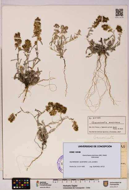 Gamochaeta americana [Espécimen: UDEC:CONC:0116158]