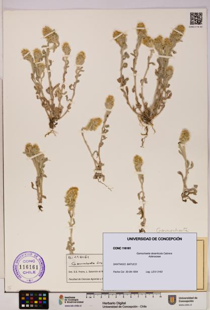 Gamochaeta deserticola [Espécimen: UDEC:CONC:0116161]