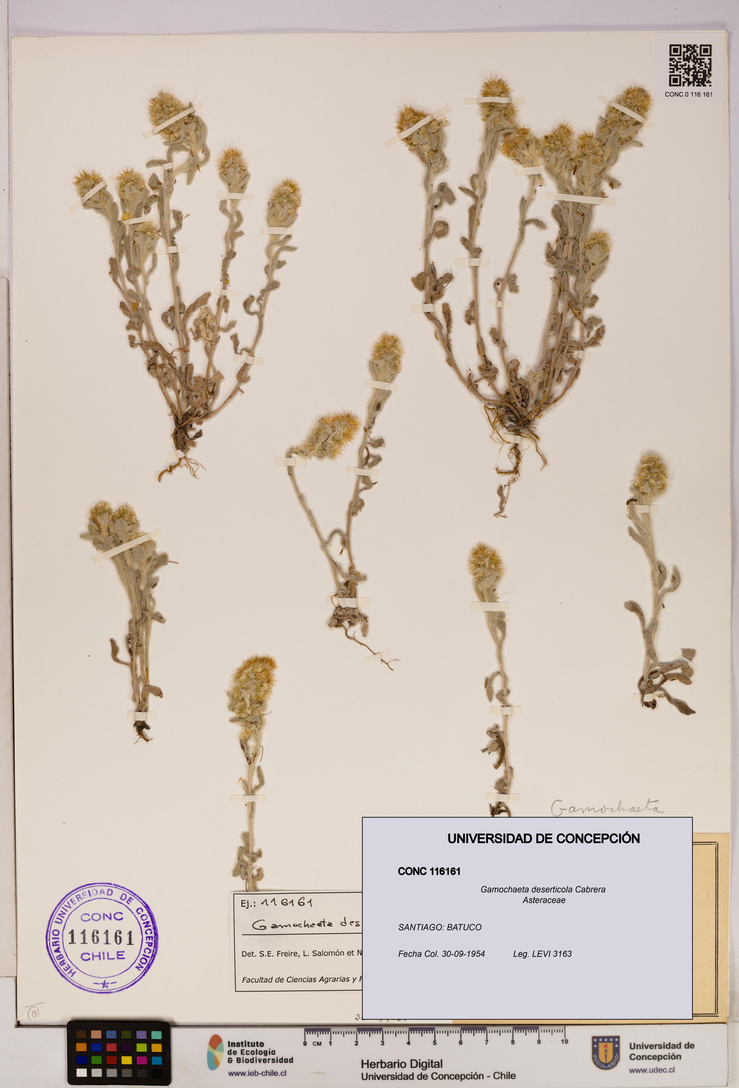 Gamochaeta deserticola [Espécimen: UDEC:CONC:0116161]