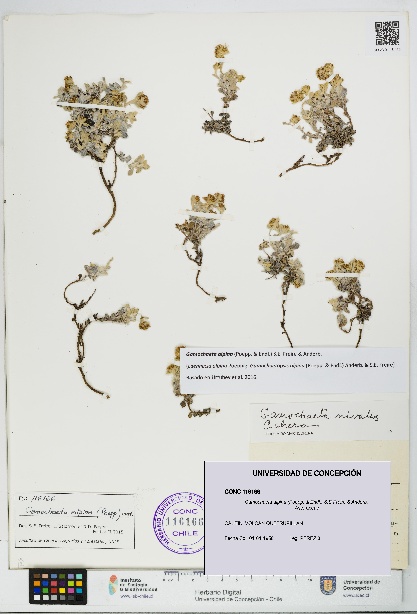 Gamochaeta alpina [Espécimen: UDEC:CONC:0116166]