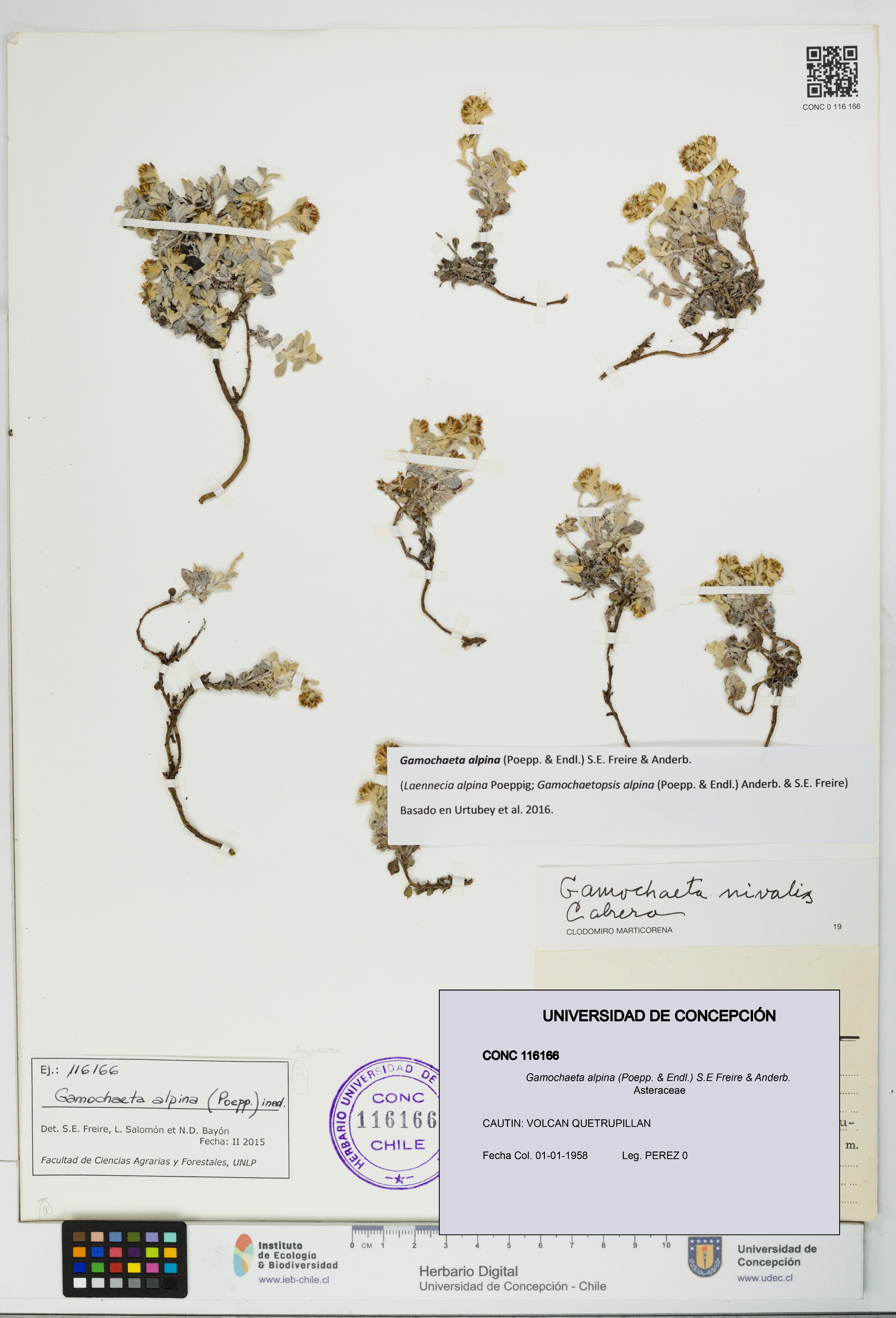Gamochaeta alpina [Espécimen: UDEC:CONC:0116166]