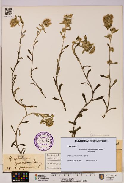 Gamochaeta americana [Espécimen: UDEC:CONC:0116167]