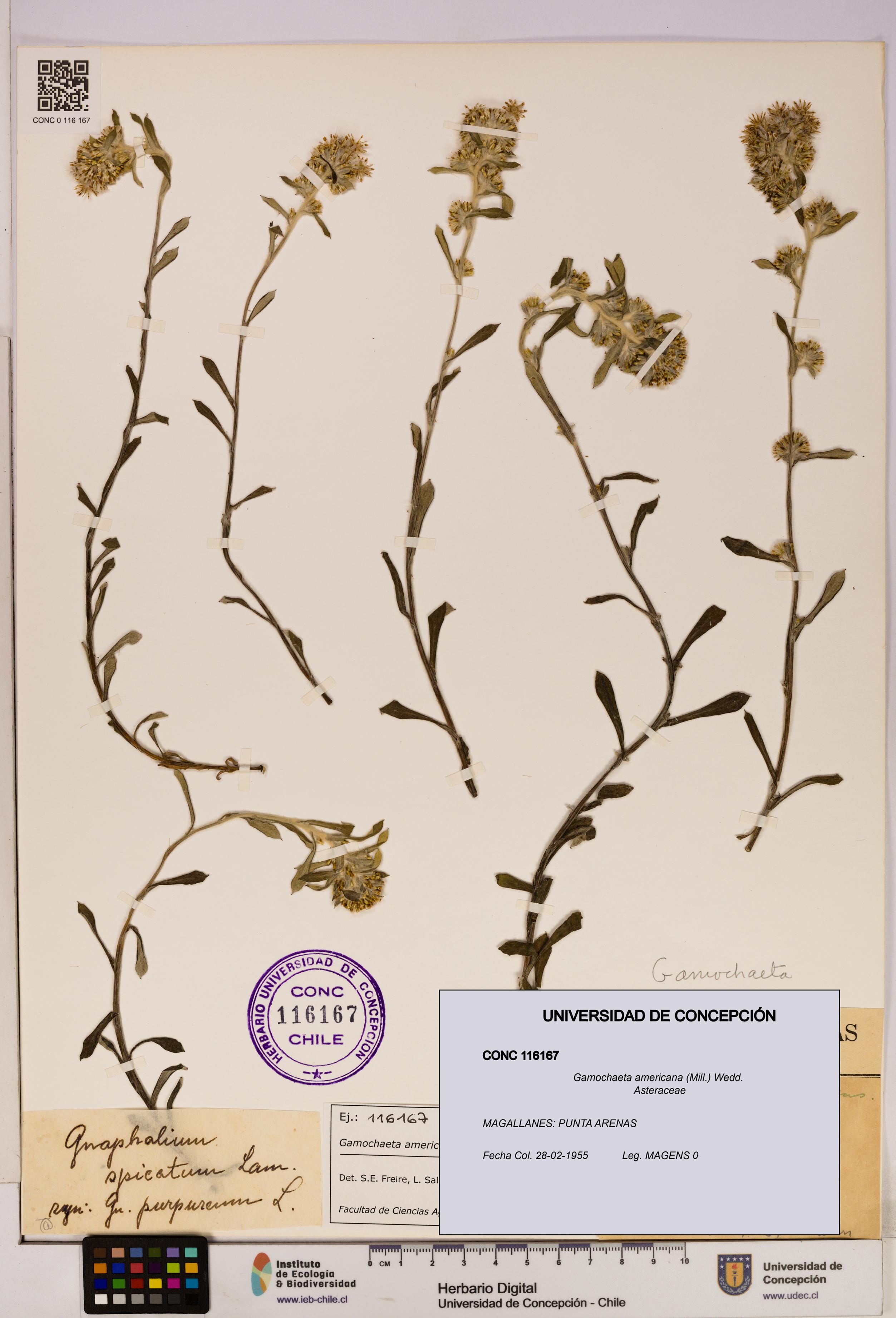 Gamochaeta americana [Espécimen: UDEC:CONC:0116167]