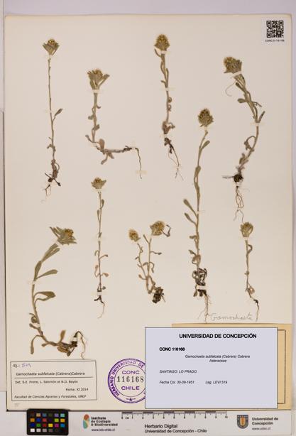 Gamochaeta subfalcata [Espécimen: UDEC:CONC:0116168]