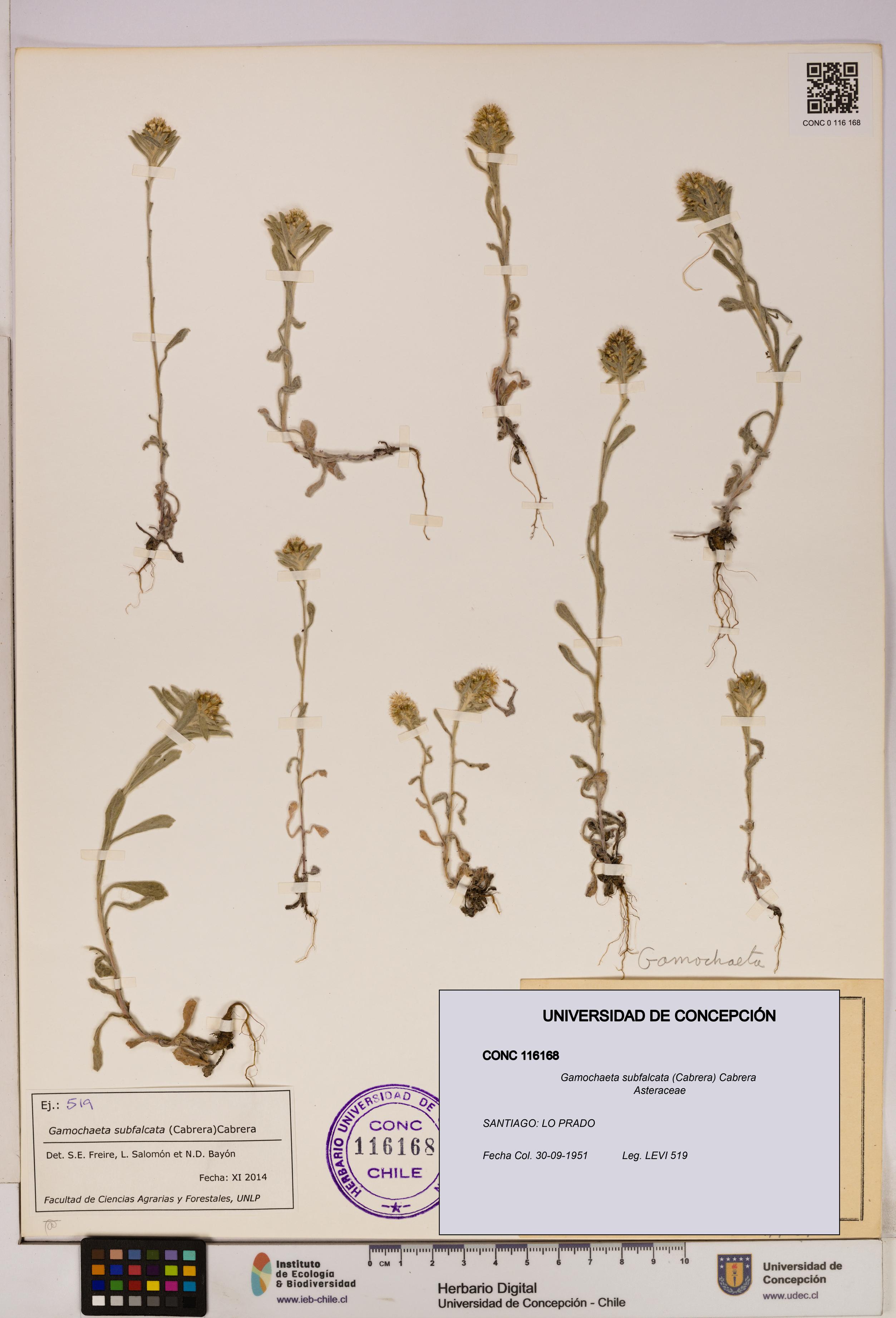 Gamochaeta subfalcata [Espécimen: UDEC:CONC:0116168]