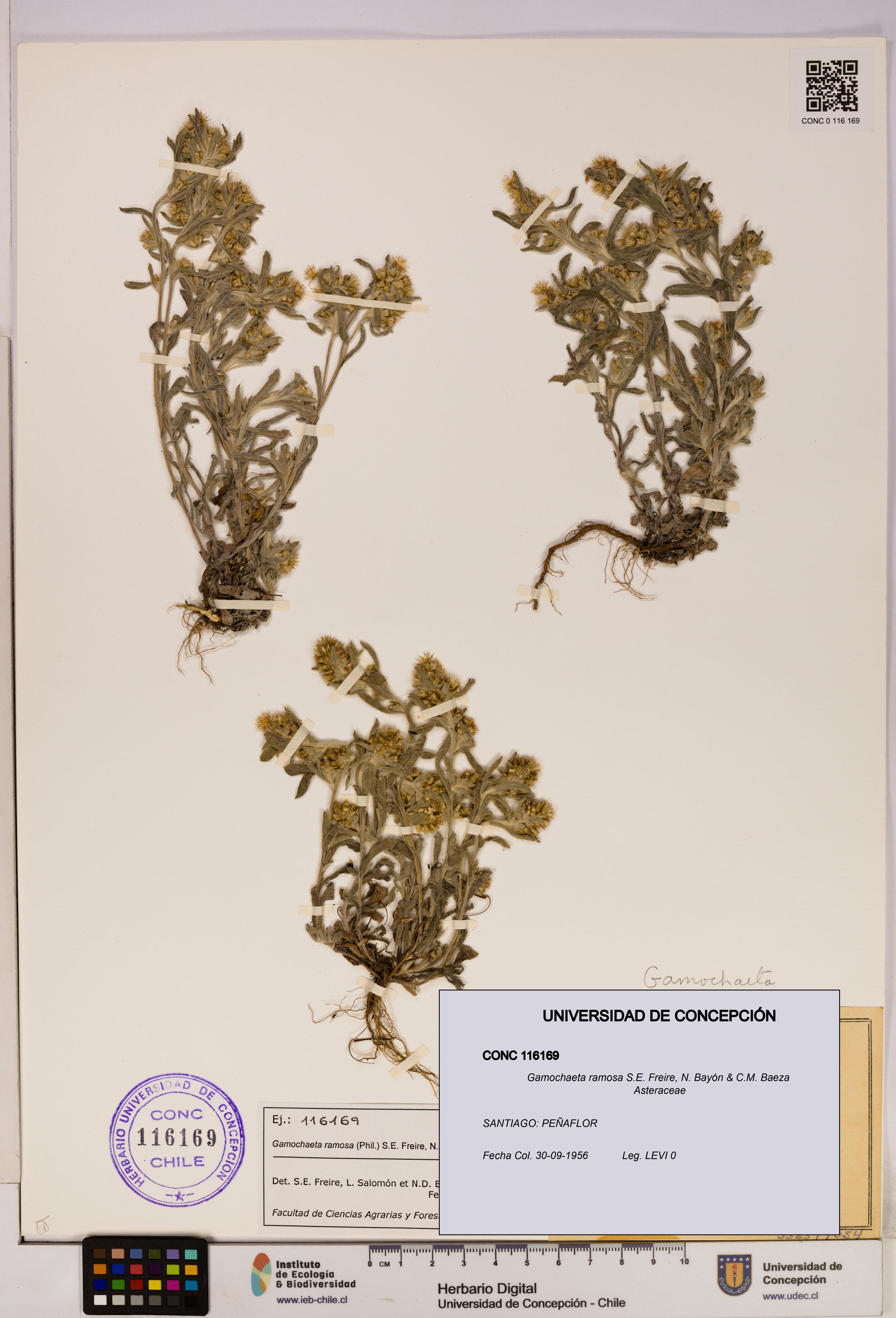 Gamochaeta ramosa [Espécimen: UDEC:CONC:0116169]