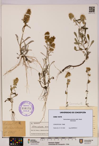 Gamochaeta americana [Espécimen: UDEC:CONC:0116175]