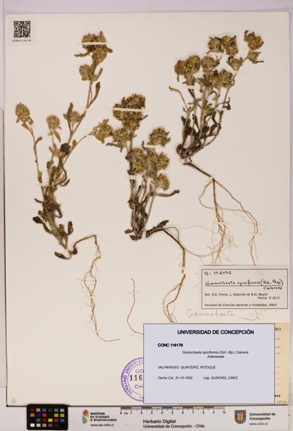 Gamochaeta spiciformis [Espécimen: UDEC:CONC:0116176]