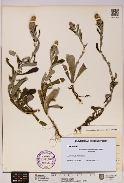 Gamochaeta americana [Espécimen: UDEC:CONC:0116180]