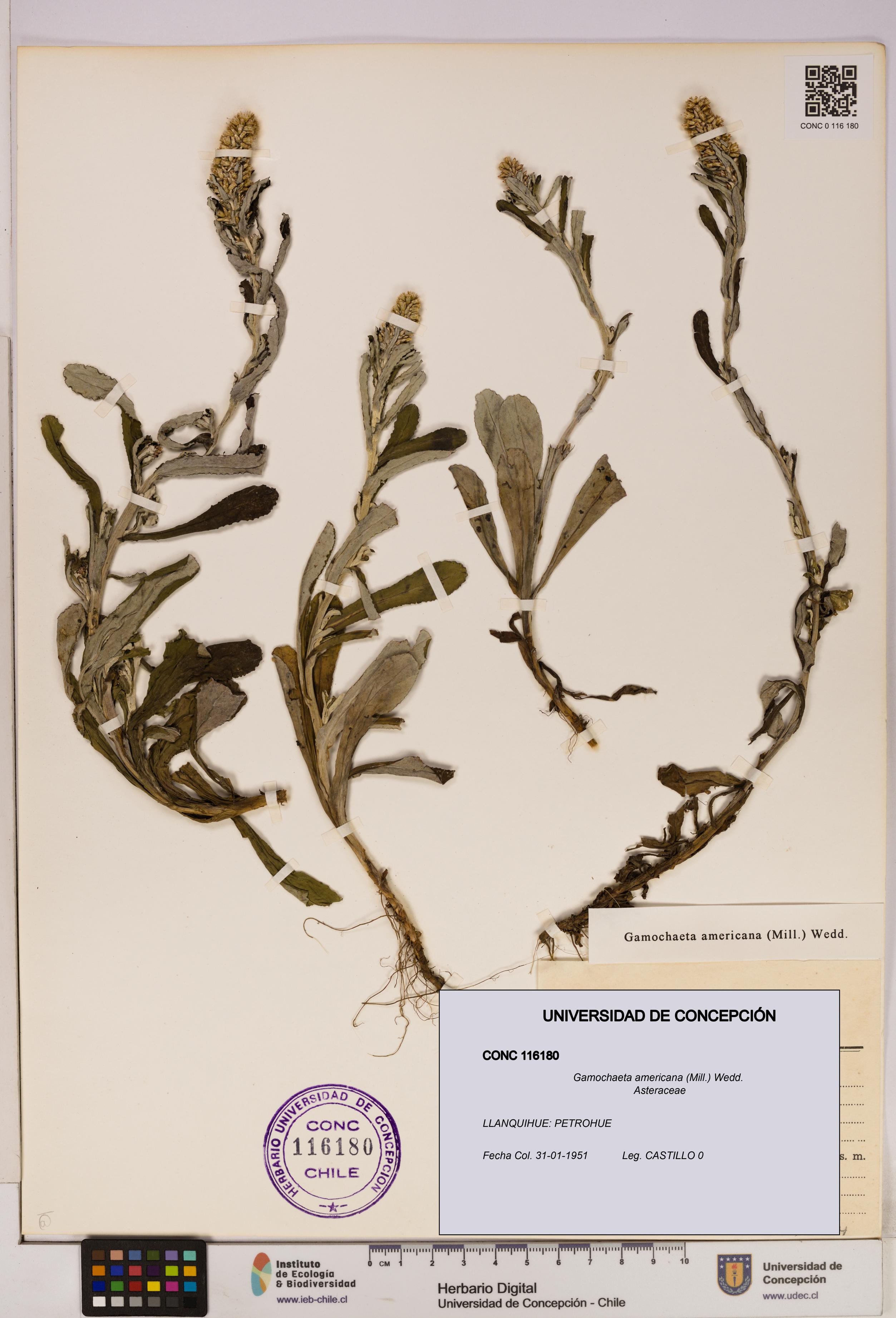 Gamochaeta americana [Espécimen: UDEC:CONC:0116180]