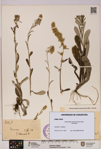 Gamochaeta americana [Espécimen: UDEC:CONC:0116181]