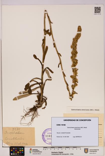 Gamochaeta americana [Espécimen: UDEC:CONC:0116182]