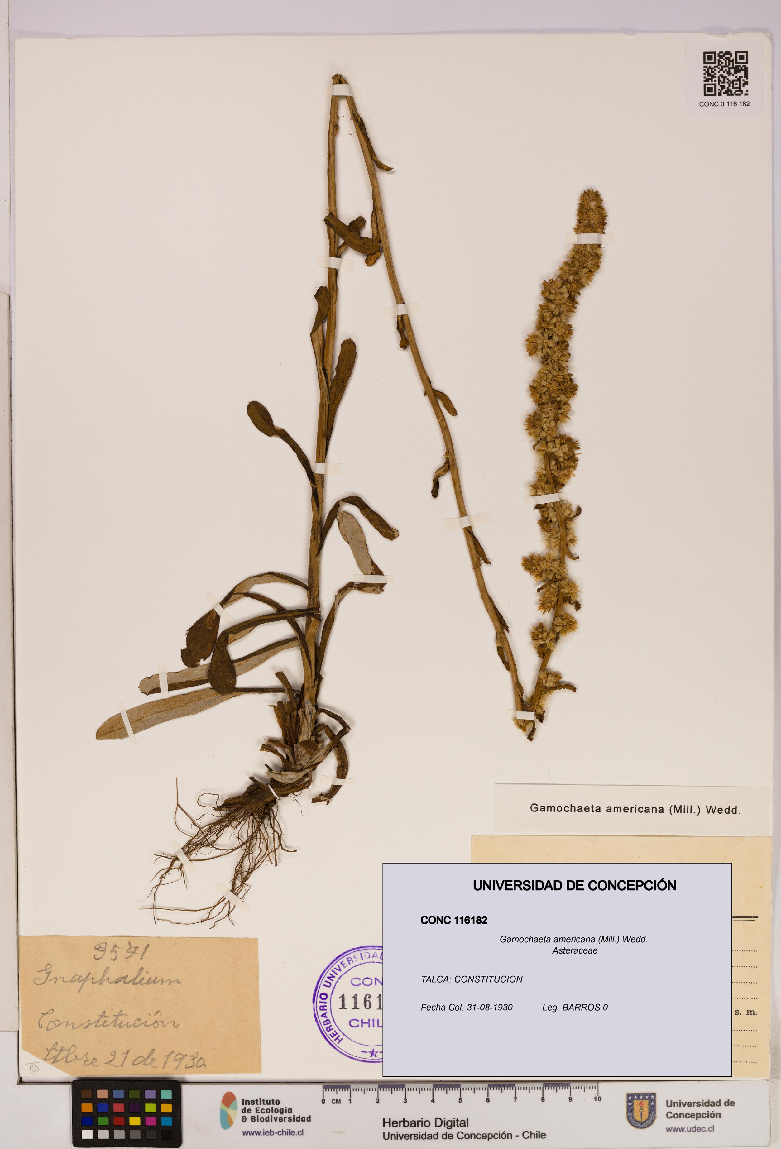 Gamochaeta americana [Espécimen: UDEC:CONC:0116182]