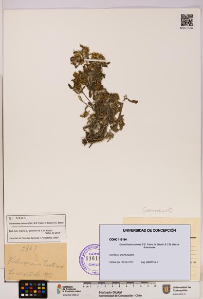 Gamochaeta ramosa [Espécimen: UDEC:CONC:0116184]