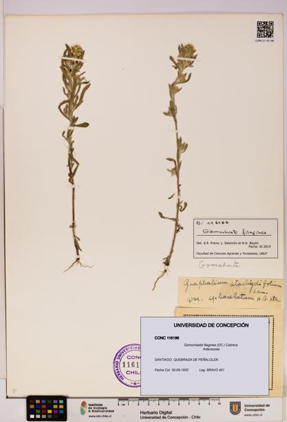 Gamochaeta filaginea [Espécimen: UDEC:CONC:0116186]