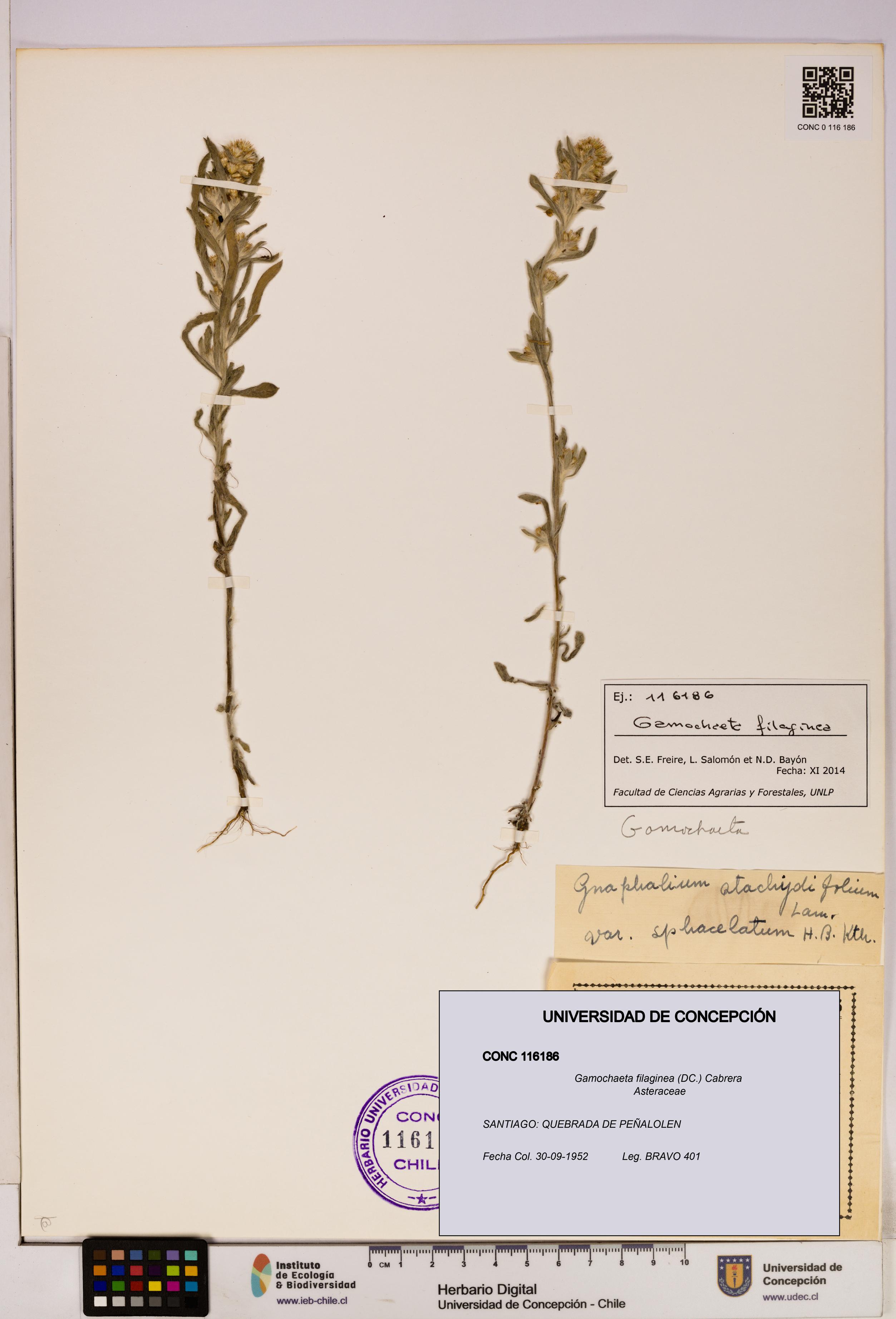 Gamochaeta filaginea [Espécimen: UDEC:CONC:0116186]