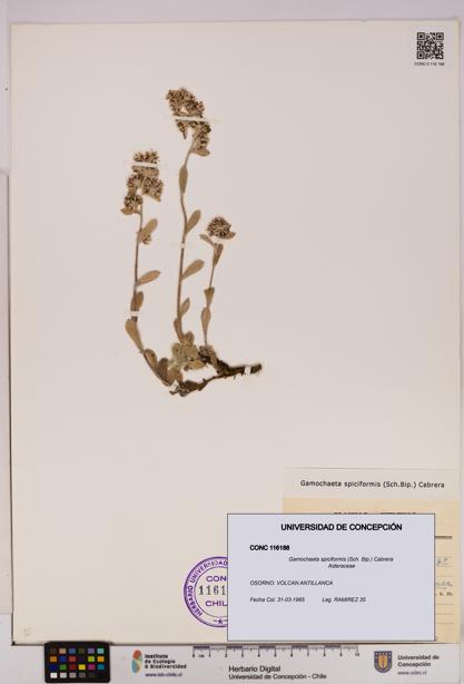 Gamochaeta spiciformis [Espécimen: UDEC:CONC:0116188]