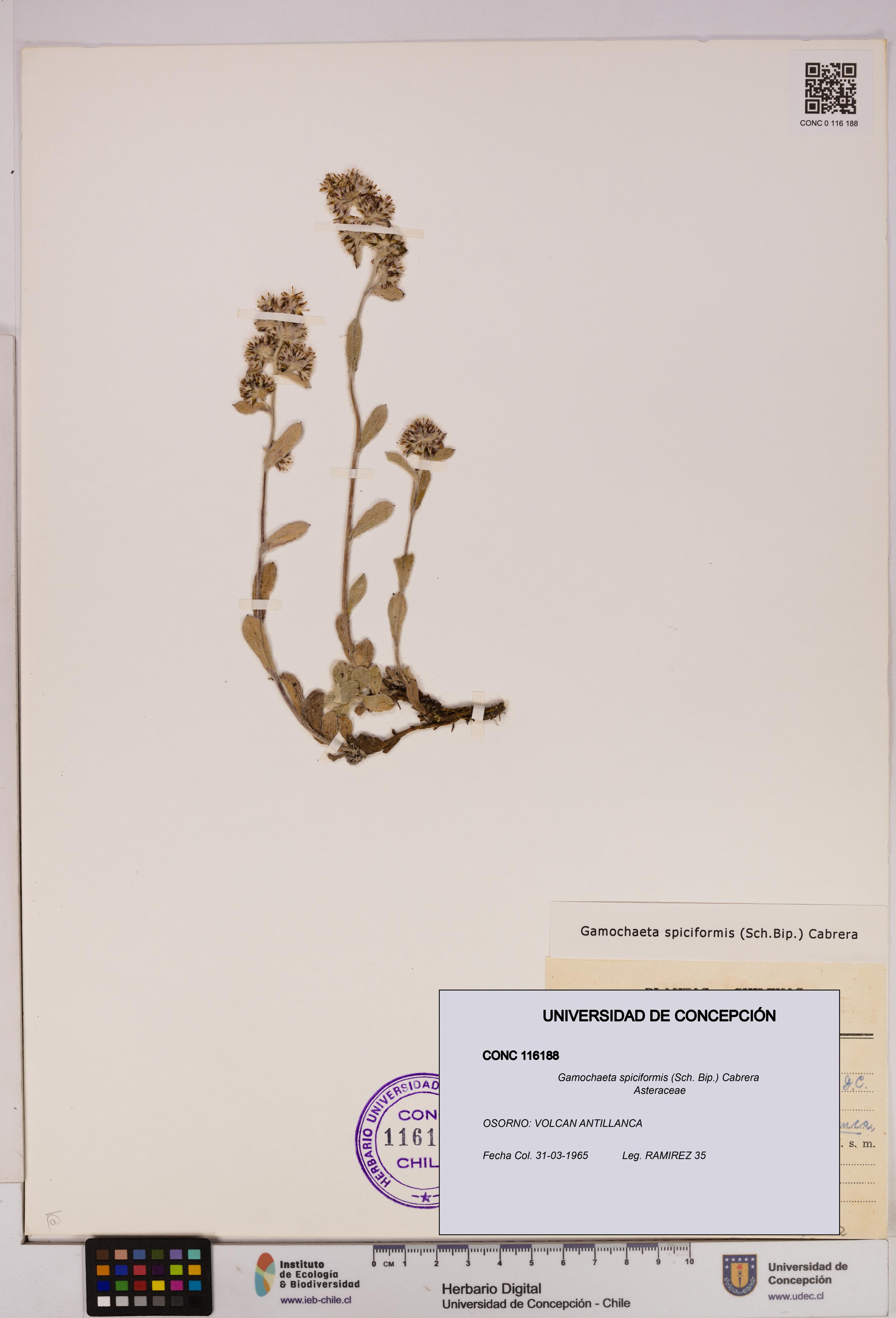 Gamochaeta spiciformis [Espécimen: UDEC:CONC:0116188]