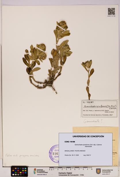 Gamochaeta spiciformis [Espécimen: UDEC:CONC:0116189]