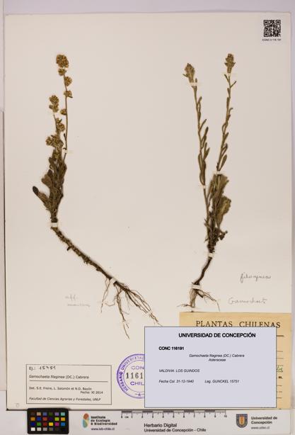 Gamochaeta filaginea [Espécimen: UDEC:CONC:0116191]