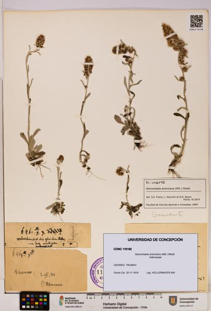 Gamochaeta americana [Espécimen: UDEC:CONC:0116192]