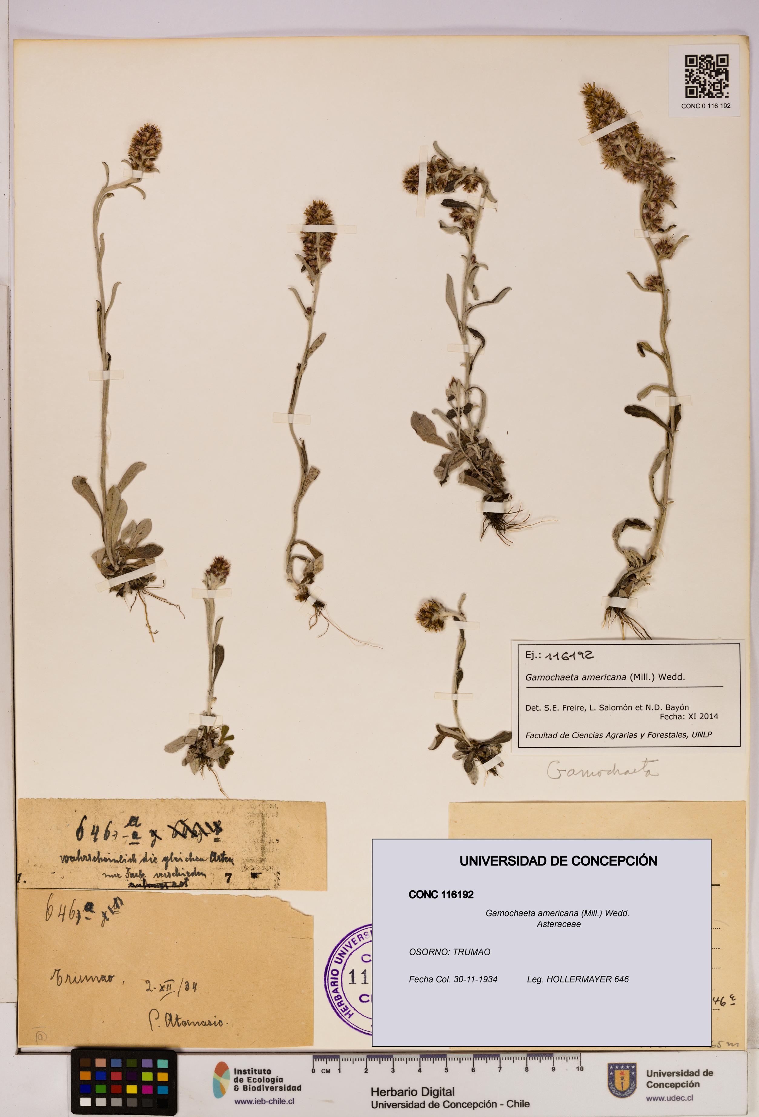 Gamochaeta americana [Espécimen: UDEC:CONC:0116192]