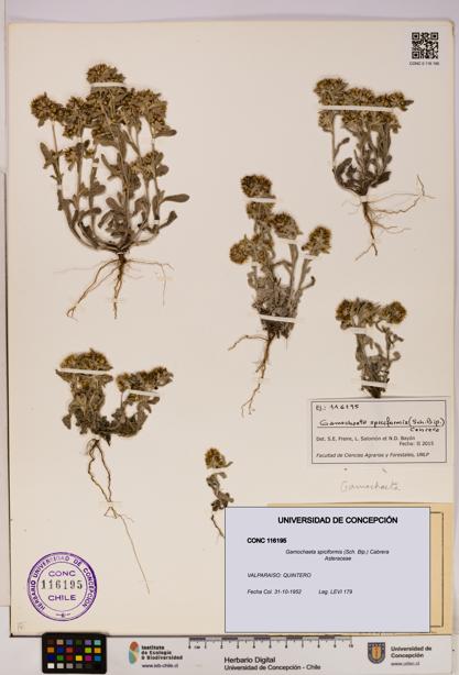 Gamochaeta spiciformis [Espécimen: UDEC:CONC:0116195]