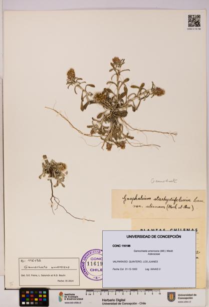 Gamochaeta americana [Espécimen: UDEC:CONC:0116196]