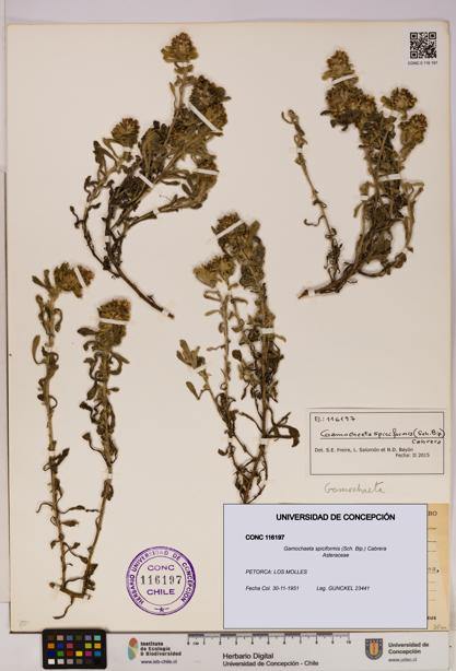 Gamochaeta spiciformis [Espécimen: UDEC:CONC:0116197]
