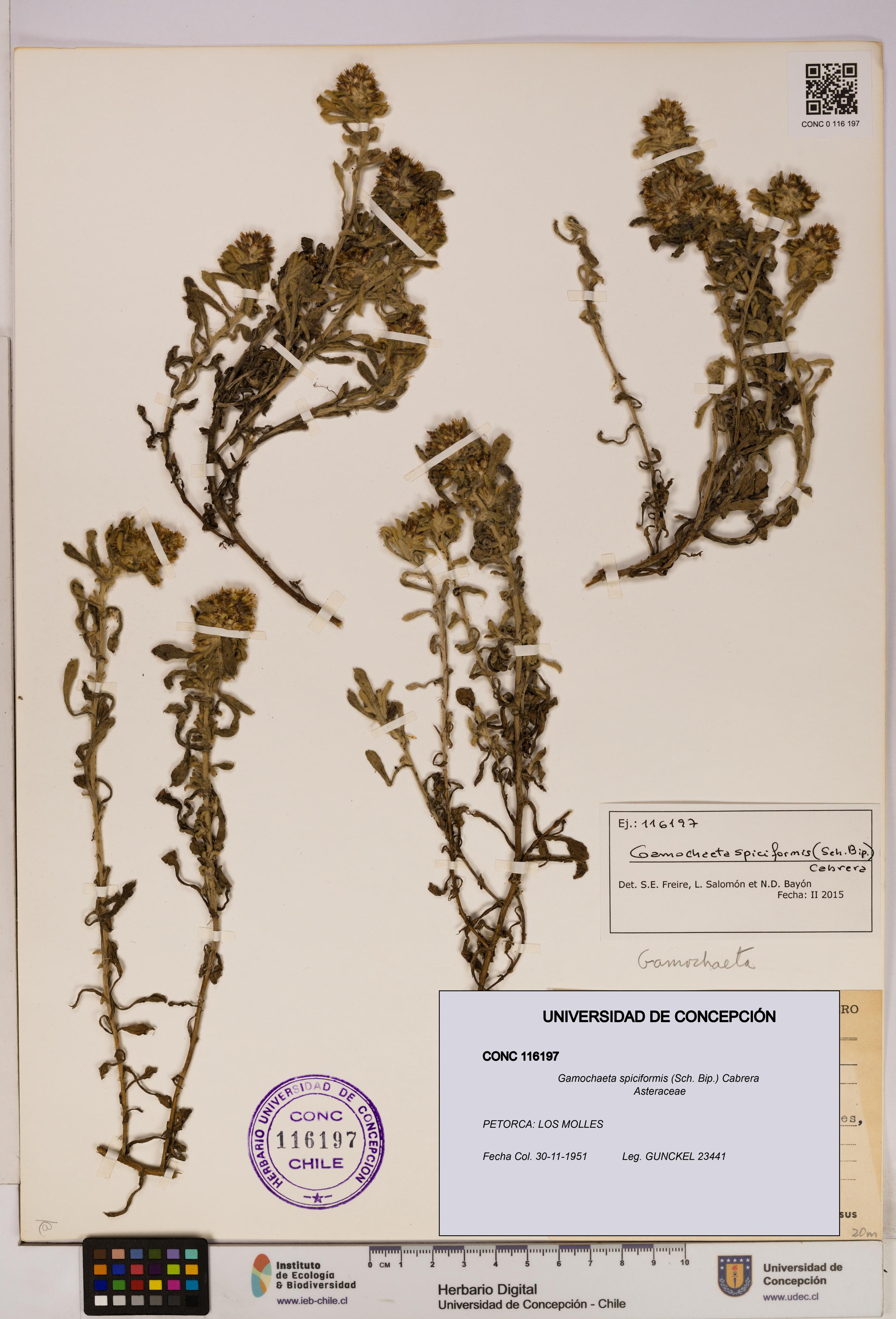 Gamochaeta spiciformis [Espécimen: UDEC:CONC:0116197]
