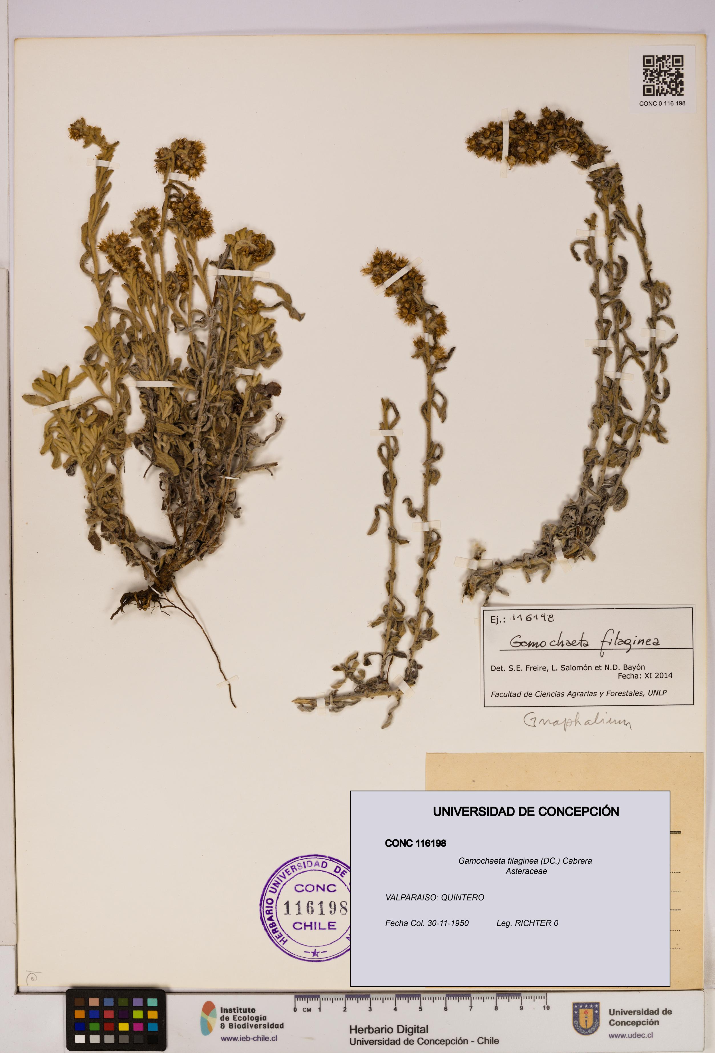 Gamochaeta filaginea [Espécimen: UDEC:CONC:0116198]