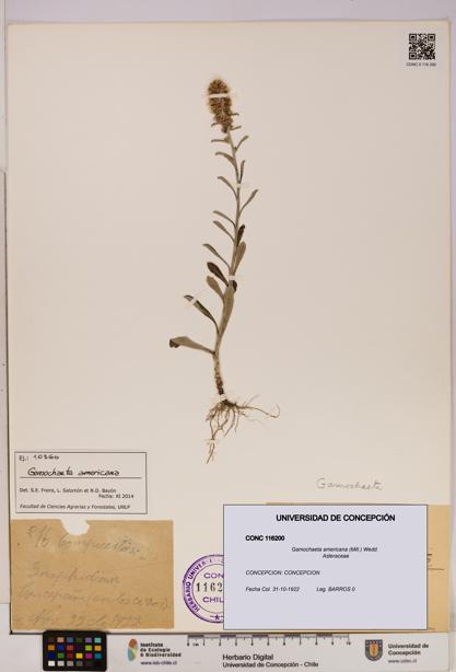 Gamochaeta americana [Espécimen: UDEC:CONC:0116200]