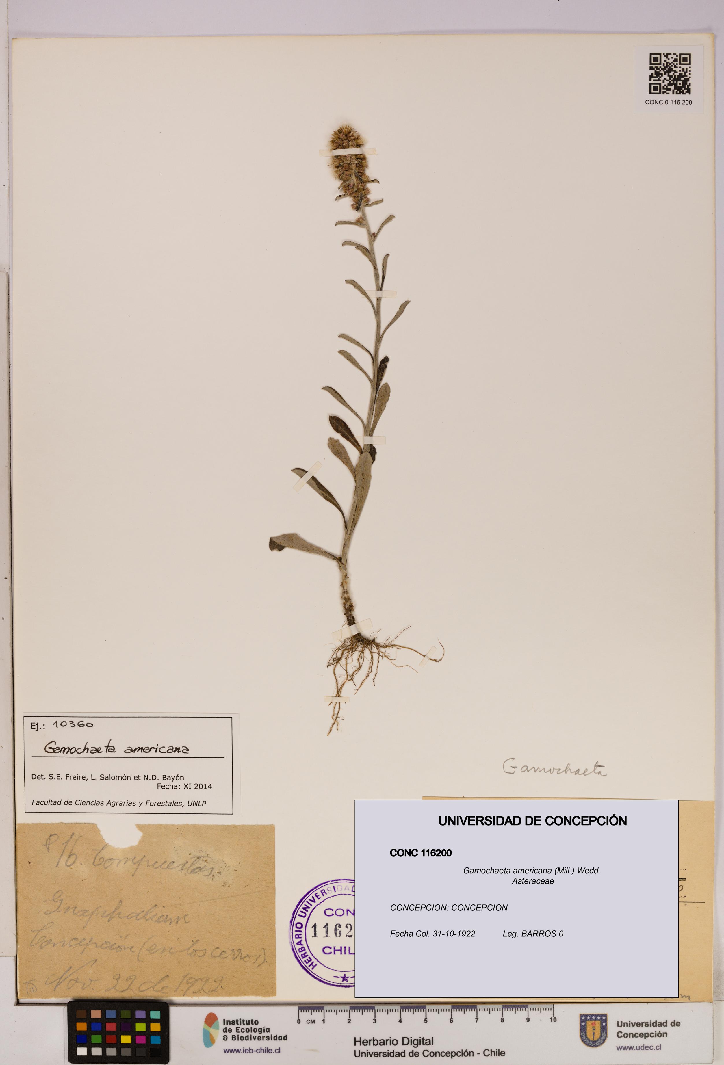 Gamochaeta americana [Espécimen: UDEC:CONC:0116200]