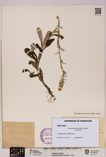 Gamochaeta americana [Espécimen: UDEC:CONC:0116201]