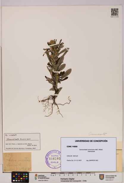 Gamochaeta americana [Espécimen: UDEC:CONC:0116202]