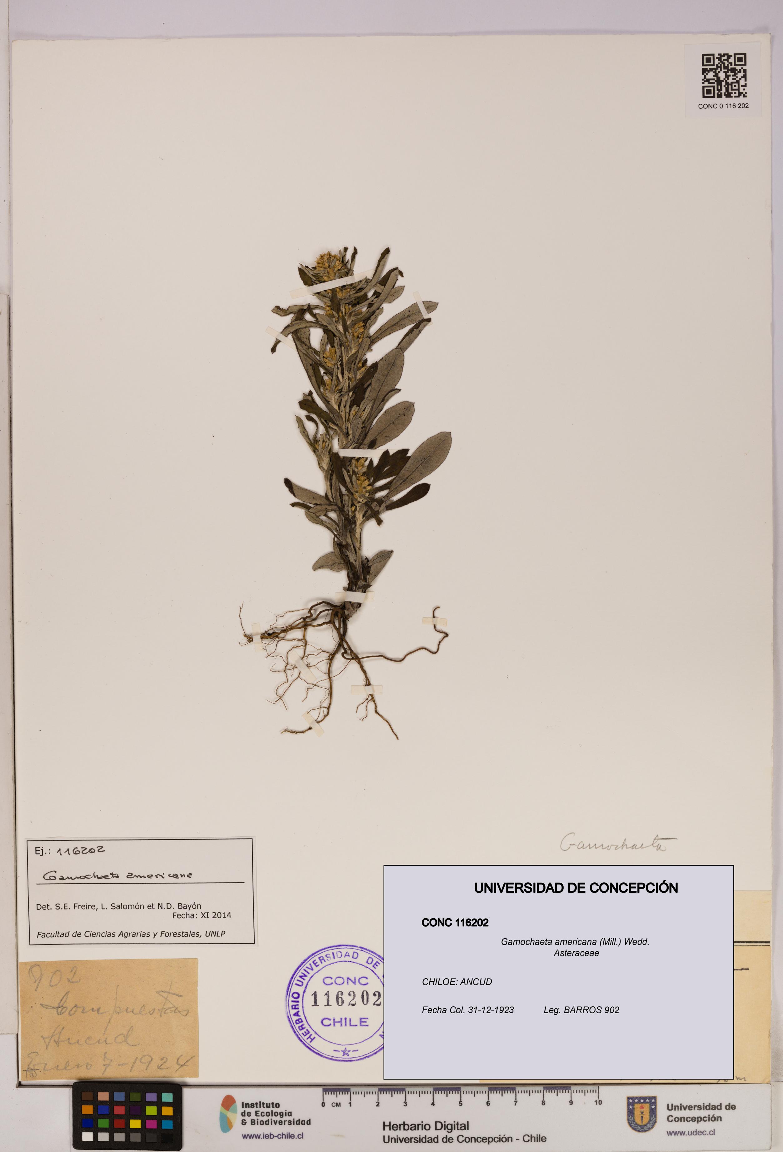 Gamochaeta americana [Espécimen: UDEC:CONC:0116202]