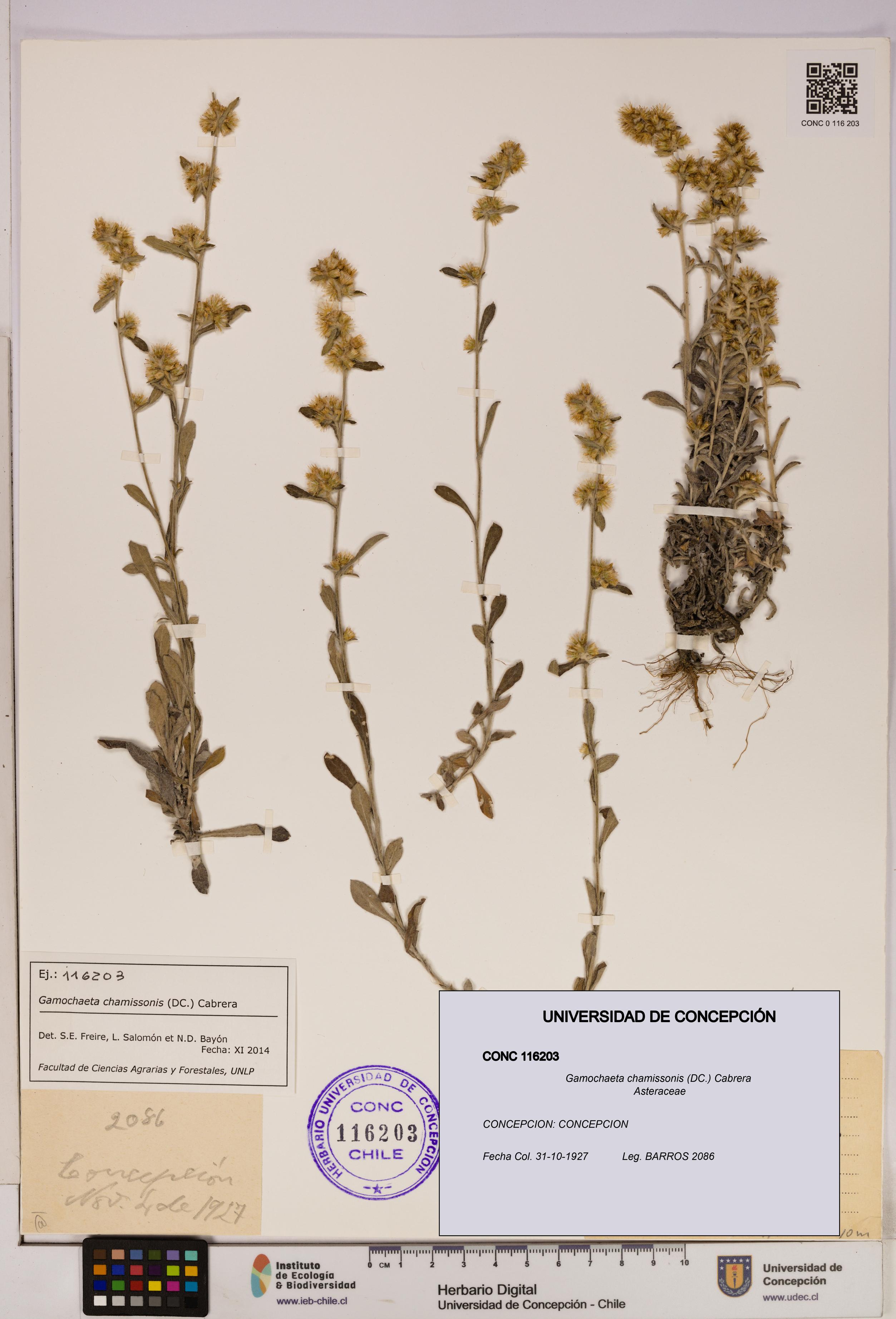 Gamochaeta chamissonis [Espécimen: UDEC:CONC:0116203]