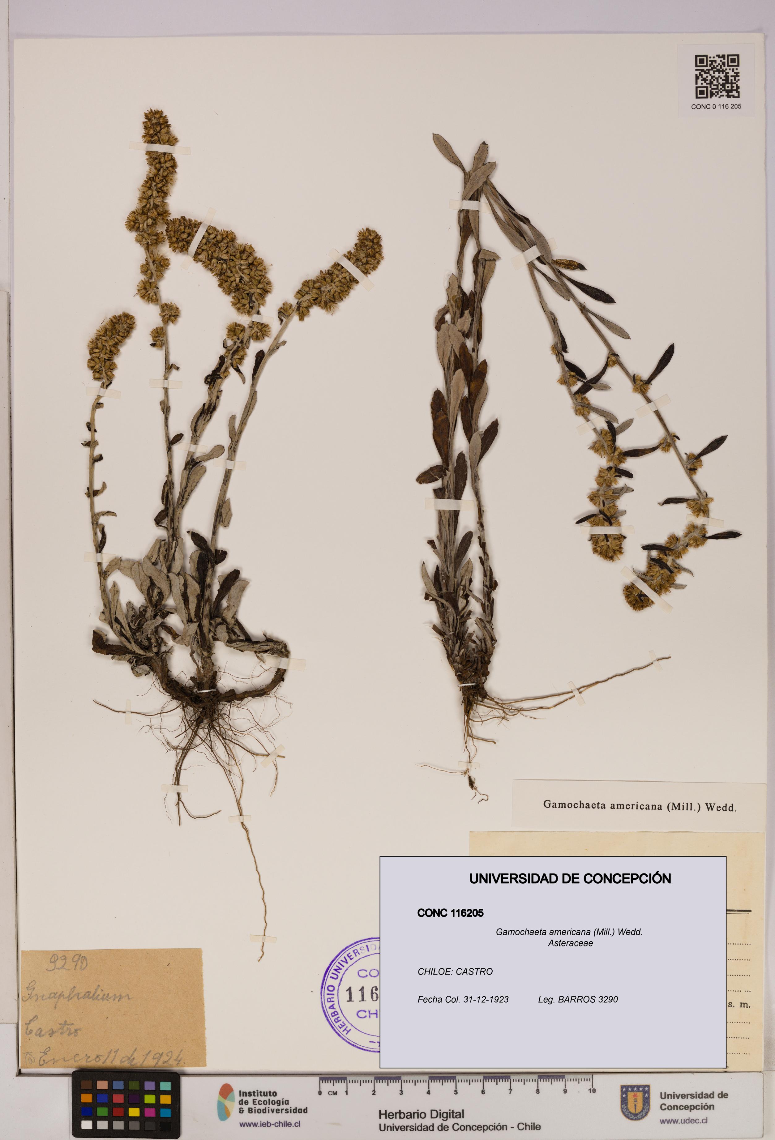 Gamochaeta americana [Espécimen: UDEC:CONC:0116205]