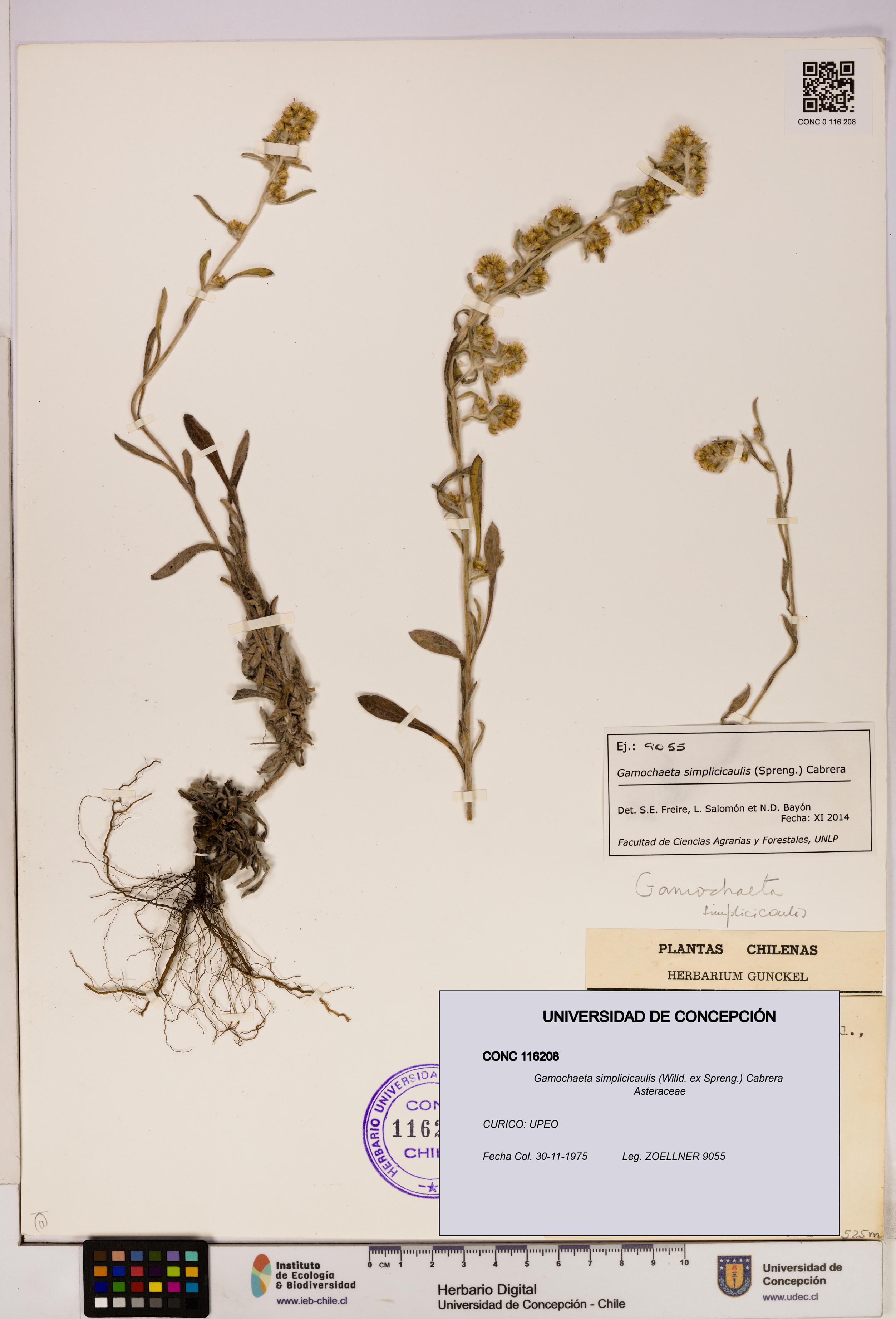 Gamochaeta simplicicaulis [Espécimen: UDEC:CONC:0116208]