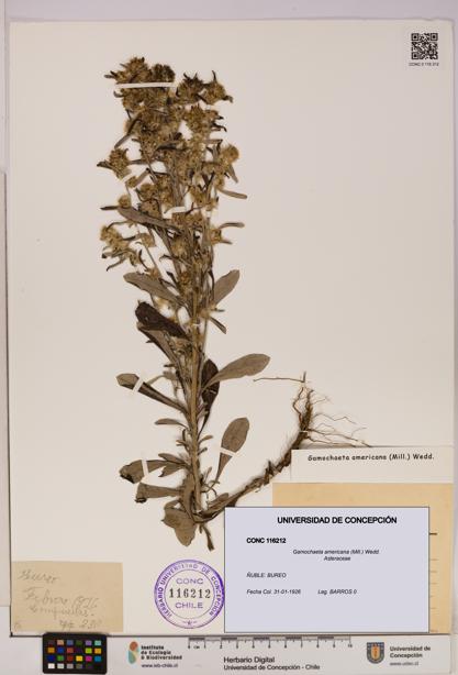 Gamochaeta americana [Espécimen: UDEC:CONC:0116212]