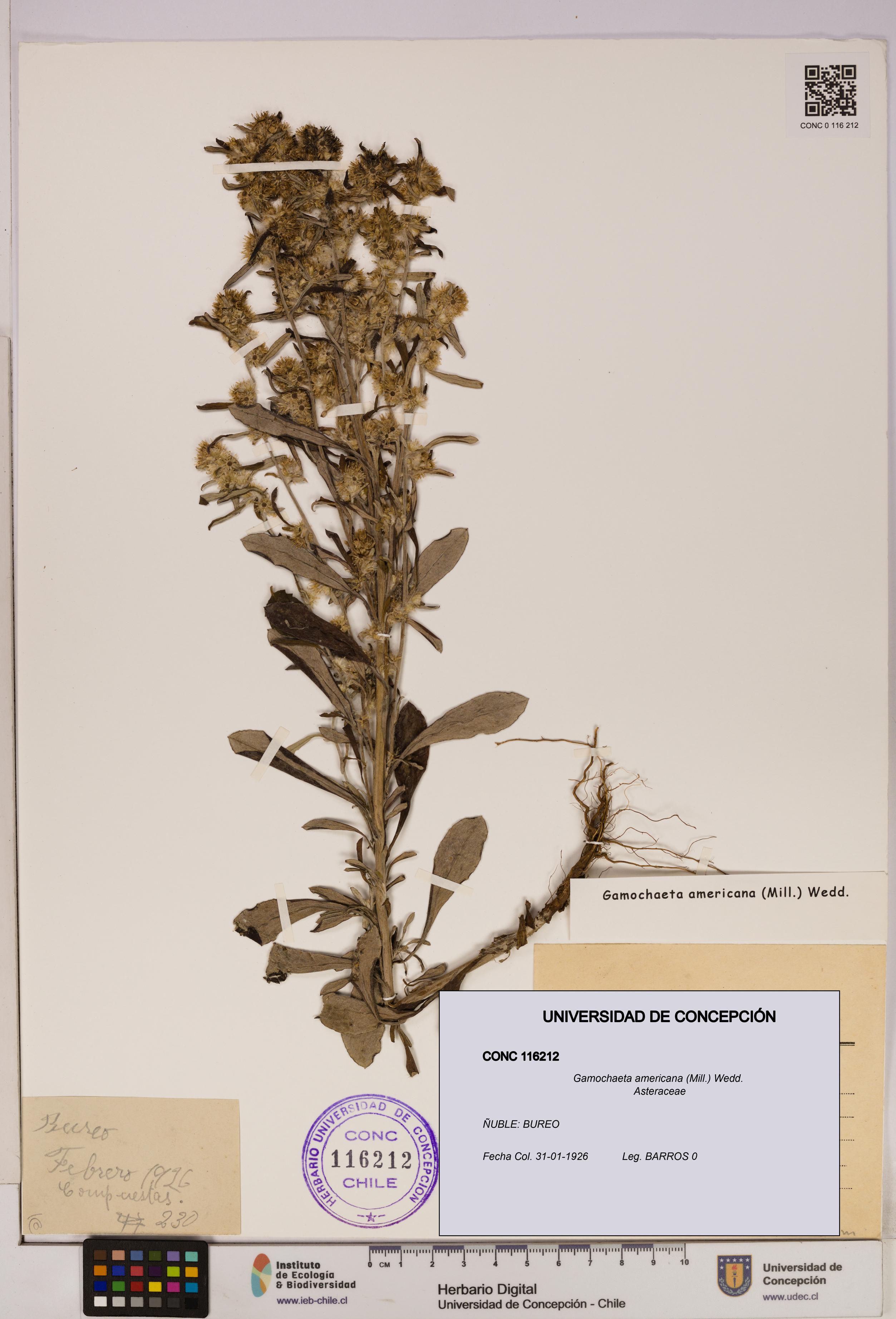 Gamochaeta americana [Espécimen: UDEC:CONC:0116212]