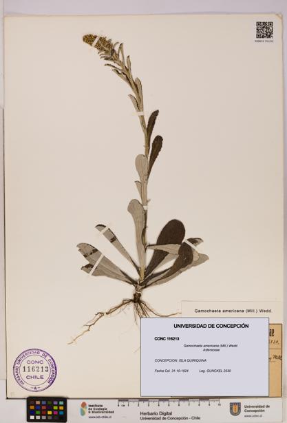 Gamochaeta americana [Espécimen: UDEC:CONC:0116213]