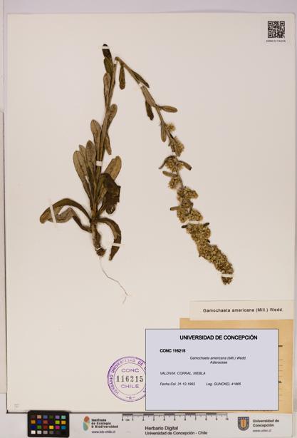 Gamochaeta americana [Espécimen: UDEC:CONC:0116215]