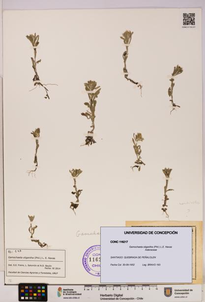 Gamochaeta oligantha [Espécimen: UDEC:CONC:0116217]