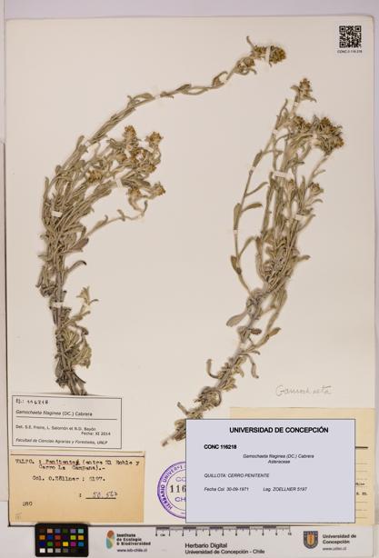 Gamochaeta filaginea [Espécimen: UDEC:CONC:0116218]