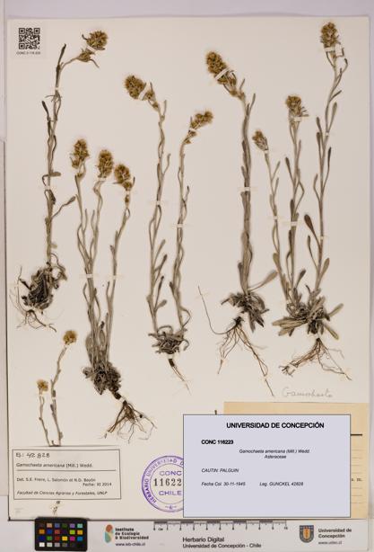 Gamochaeta americana [Espécimen: UDEC:CONC:0116223]