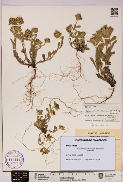 Gamochaeta spiciformis [Espécimen: UDEC:CONC:0116224]