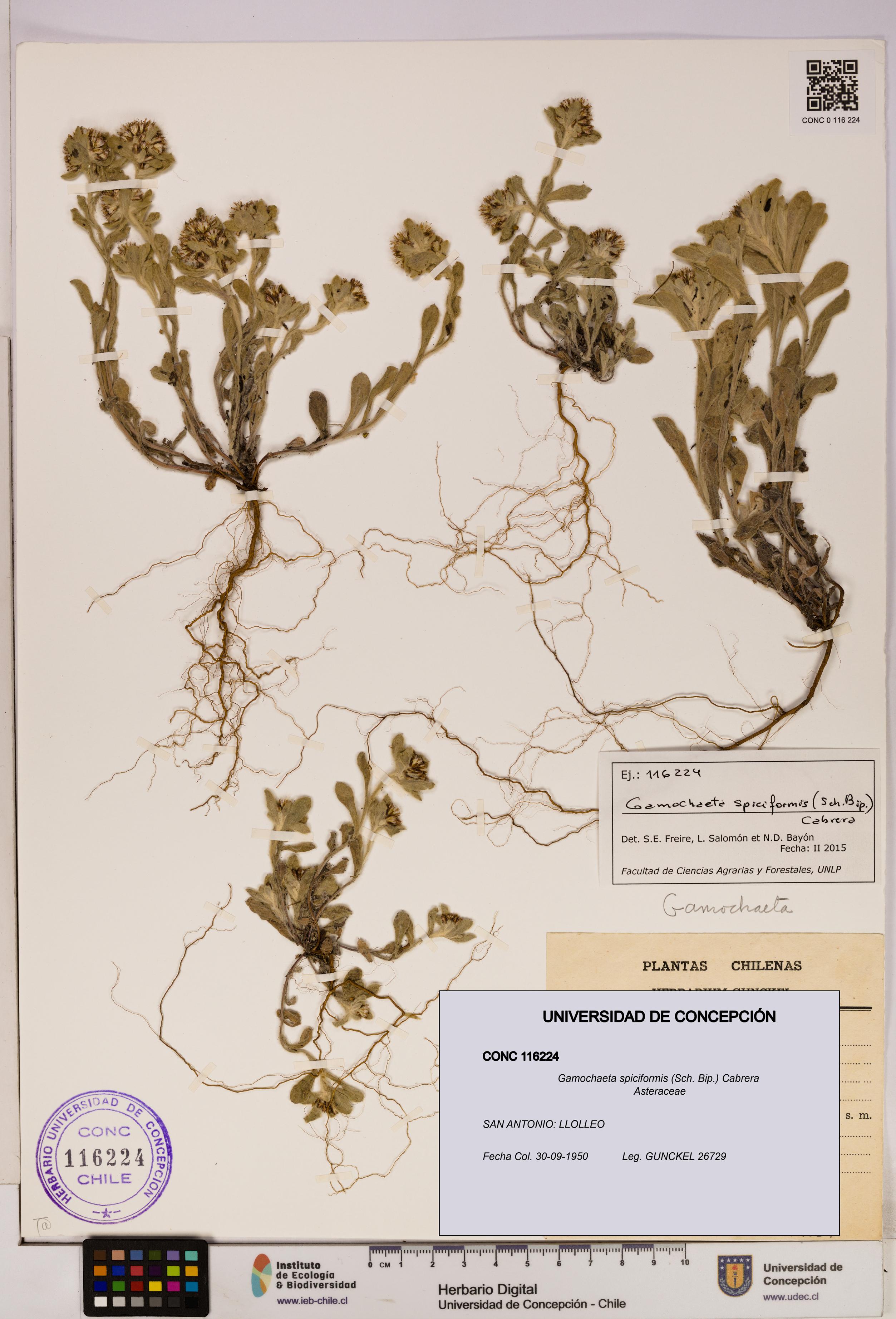 Gamochaeta spiciformis [Espécimen: UDEC:CONC:0116224]