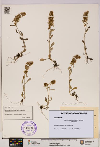 Gamochaeta falcata [Espécimen: UDEC:CONC:0116226]